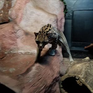 ZooAmerica - Ocelot
