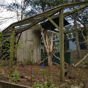 ZooAmerica - Red-tailed Hawk