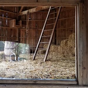 ZooAmerica - Barn Owl