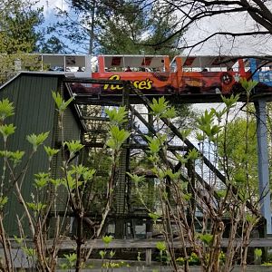 ZooAmerica - Bobcats with monorail going by