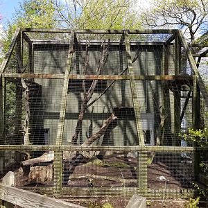 ZooAmerica - Bobcats from front