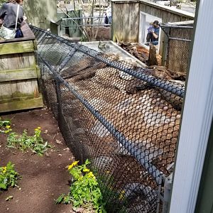 ZooAmerica - River otter from above