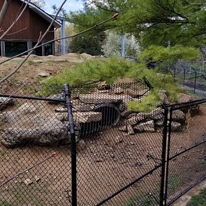 ZooAmerica - Black bear hiding spot