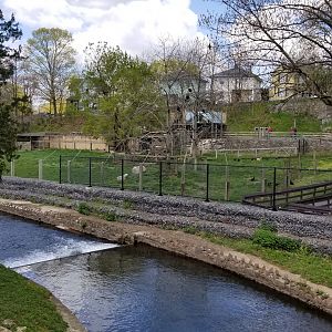ZooAmerica - Pronghorn