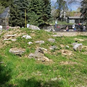 ZooAmerica - Prairie dogs