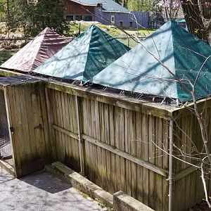 ZooAmerica - Long-eared owl