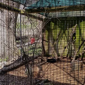 ZooAmerica - Long-eared owl
