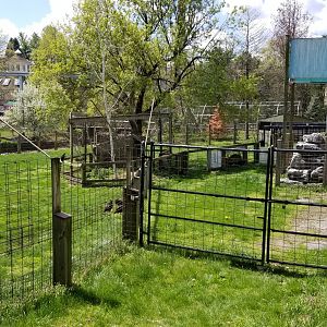 ZooAmerica - Pronghorn