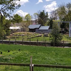 ZooAmerica - Pronghorn, full view of black bear exhibit above