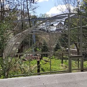 ZooAmerica - Snowy owls, blue tarp finally removed