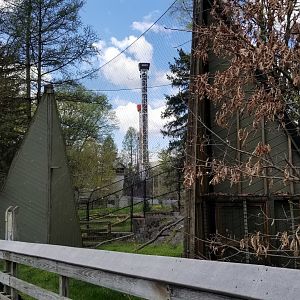 ZooAmerica - Peregrine falcon