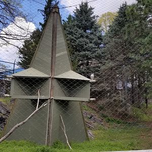 ZooAmerica - Peregrine falcon