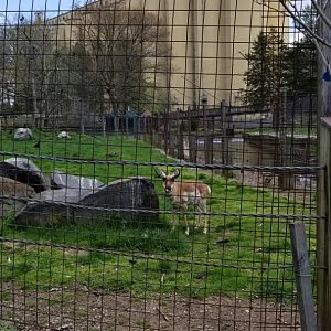 ZooAmerica - Pronghorn