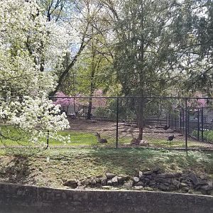 ZooAmerica - White-tail deer and turkeys