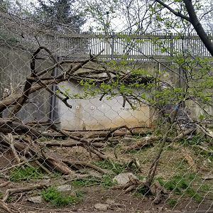 ZooAmerica - Find all three! Canada lynx, left end