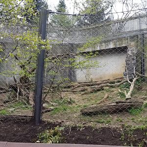 ZooAmerica - Canada lynx, center