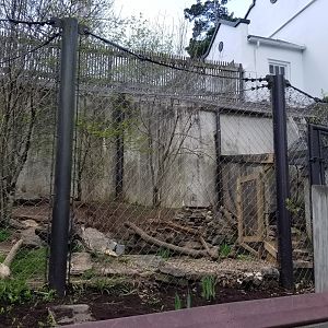 ZooAmerica - Canada lynx, right end