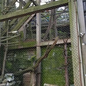 ZooAmerica - American marten