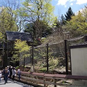 ZooAmerica - American marten, canada lynx