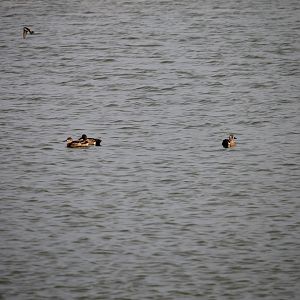 Blue-Winged Teal (Anas discors)