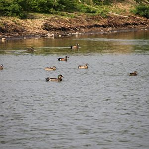 Blue-Winged Teal (Anas discors)
