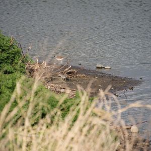 Killdeer and Wilson's Snipe