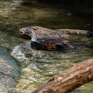 White-winged Wood Duck - Burgers' Bush 2021