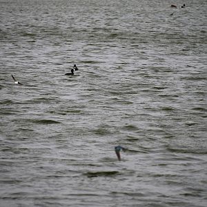 American Coot and Northern Shoveler