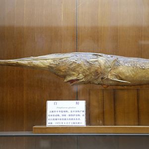 Chinese Paddlefish (Psephurus gladius)