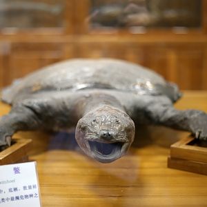 Yangtze Giant Softshell Turtle (Rafetus swinhoei)