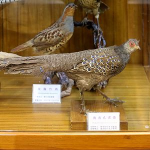 Hainan Peacock-pheasant (Polyplectron katsumatae)