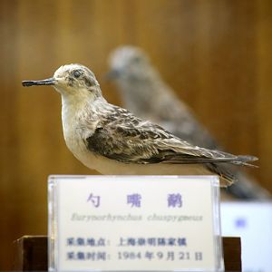 Spoon-billed Sandpiper (Eurynorhynchus pygmeus)