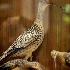 Far Eastern Curlew (Numenius madagascariensis)