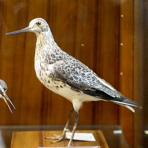 Nordmann's Greenshank (Tringa guttifer)