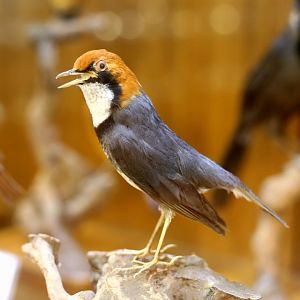 Rufous-headed Robin (Luscinia ruficeps)