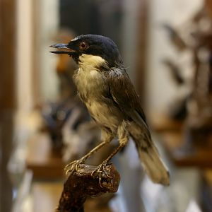 Blue-crowned Laughingthrush, Simao Subspecies (Garrulax courtoisi simaoensis)