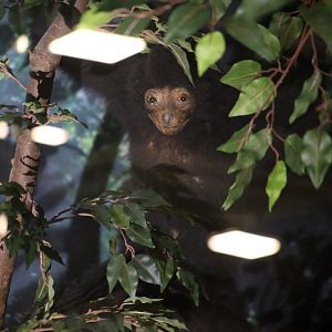 Hainan Black Crested Gibbon (Nomascus hainanus)