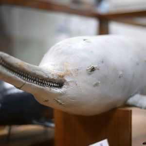 Baiji (Lipotes vexillifer)