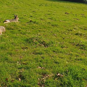 Patagonian mara chilling in the sun