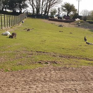 Wallaby and rhea paddock
