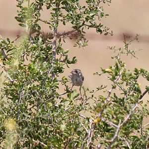 White-Winged Fairywren
