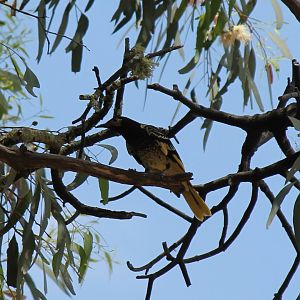 Regent Honeyeater
