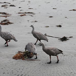 Cape Barren Goose