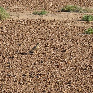 Inland Dotterel