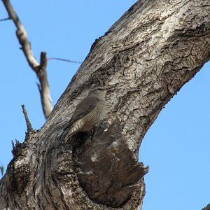 Brown Treecreeper
