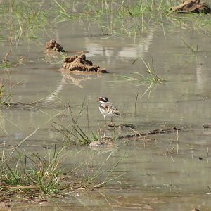 Black-fronted Dotterel