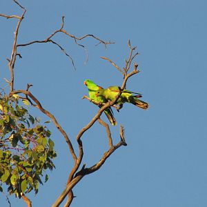 Red-winged Parrot