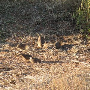 Brown Quail