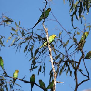 Budgerigar