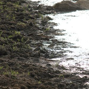 Australian Painted Snipe